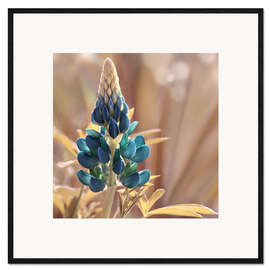 Ingelijste kunstdruk Lupine