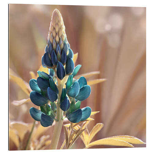 Gallery print Lupine