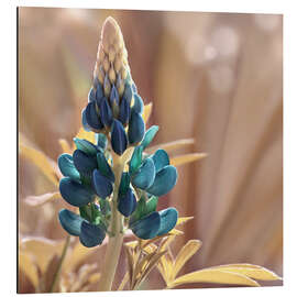 Magnettafel Lupine