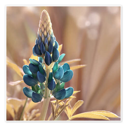 Plakat Lupine