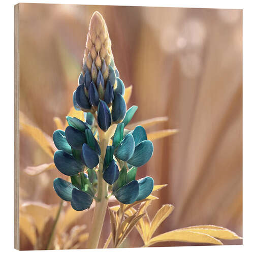 Cuadro de madera Lupine