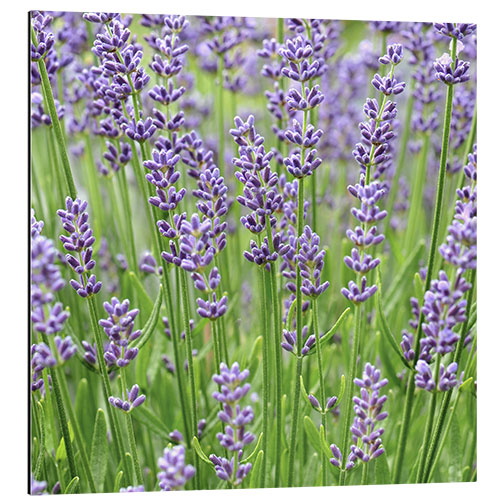 Cuadro de aluminio Lavender Flowers