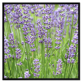 Gerahmter Kunstdruck Lavendelblüten