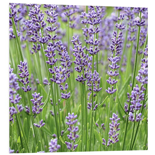 Print på skumplade Lavender Flowers