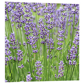 Foam board print Lavender Flowers