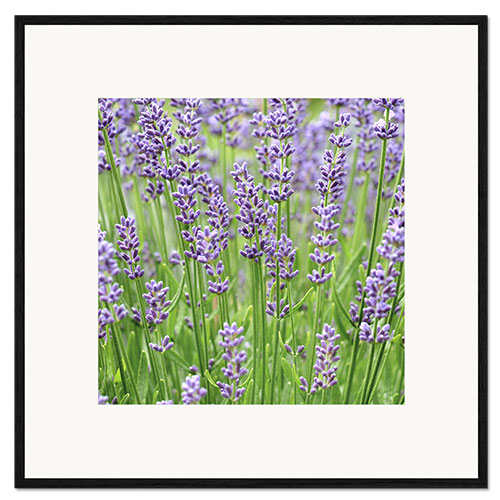 Framed art print Lavender Flowers