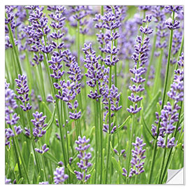 Wall sticker Lavender Flowers