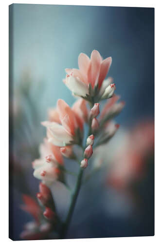 Leinwandbild Pastellrosa
