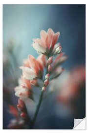 Selvklebende plakat Pastel Pink Beauty