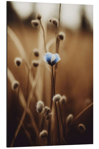 Alubild Blaue Kornblume