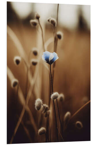 Tableau en PVC Blue Corn Flower