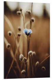 Gallery print Blue Corn Flower