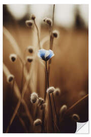 Wandsticker Blaue Kornblume