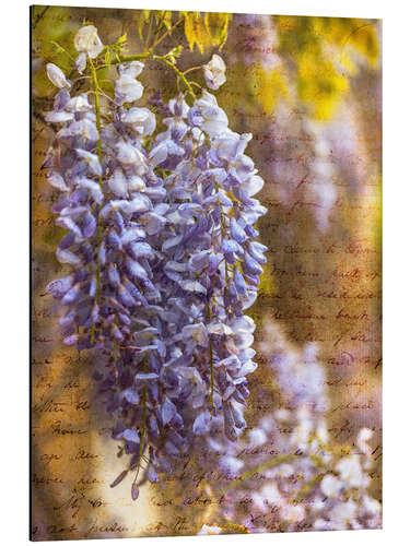 Aluminium print Wisteria Blooms