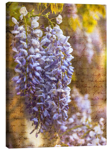 Canvas print Wisteria Blooms