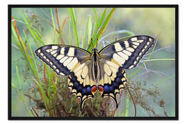 Gerahmter Kunstdruck Schmetterlingstraum