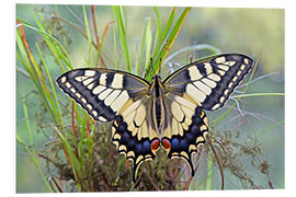 Foam board print Butterfly Dream