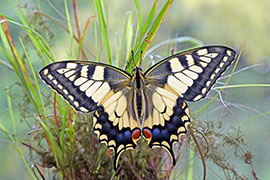 Magnettafel Schmetterlingstraum