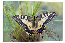 Magnettafel Schmetterlingstraum