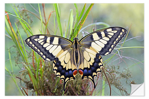 Vinilo para la pared Butterfly Dream