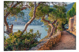 Aluminium print Maritime Pines on French Riviera