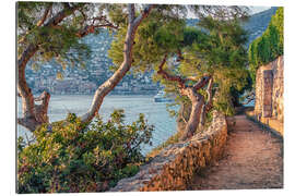 Gallery print Maritime Pines on French Riviera