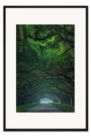 Gerahmter Kunstdruck Eichenweg an der Wormsloe Plantation