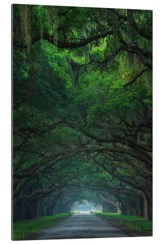 Gallery print Alley of Live Oaks At Wormsloe Plantation