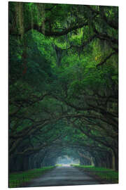 Magnettafel Eichenweg an der Wormsloe Plantation