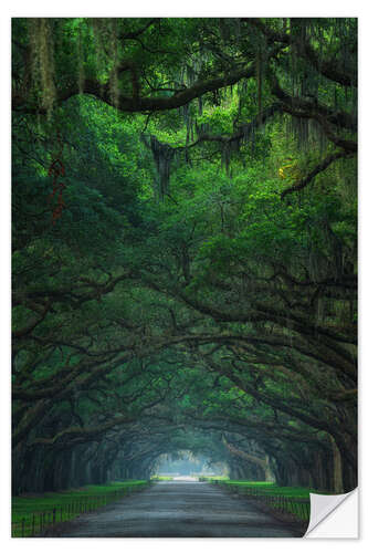 Vinilo para la pared Alley of Live Oaks At Wormsloe Plantation