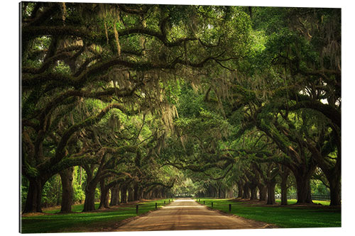 Gallery print Plantation Entrance, South Carolina