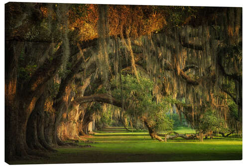 Canvas print Oak Trees at Sunset