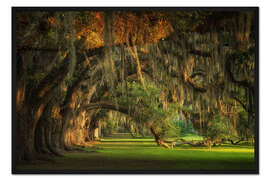 Gerahmter Kunstdruck Eichen bei Sonnenuntergang