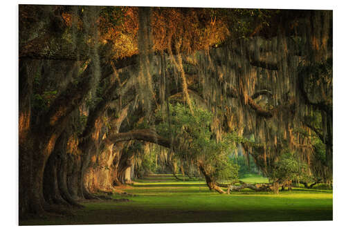 Foam board print Oak Trees at Sunset