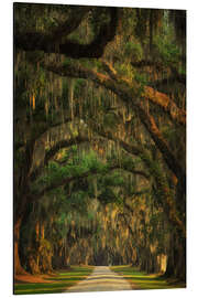 Aluminiumtavla Tree Tunnel in South Carolina II