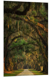 Foam board print Tree Tunnel in South Carolina II