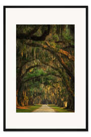 Gerahmter Kunstdruck Baumtunnel in South Carolina II