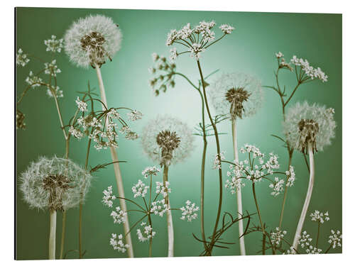 Aluminiumtavla Dandelions on Green Background