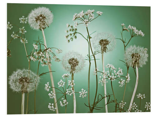 Quadro em PVC Dandelions on Green Background