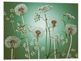 Foam board print Dandelions on Green Background