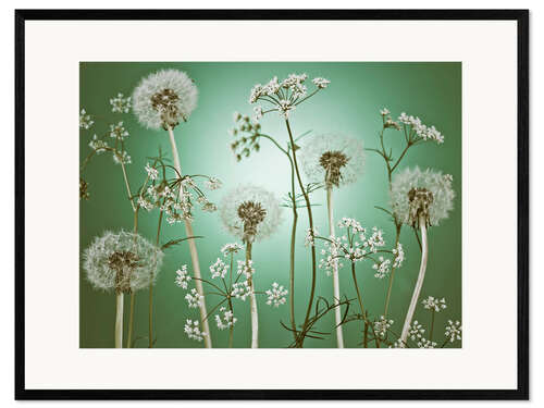 Framed art print Dandelions on Green Background