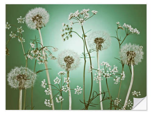 Naklejka na ścianę Dandelions on Green Background