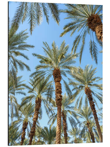 Quadro em alumínio Palm Trees Under the Blue Sky