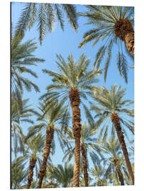 Aluminium print Palm Trees Under the Blue Sky