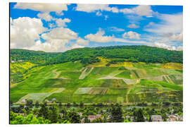 Obraz na aluminium Vineyards on the Moselle