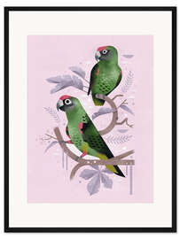 Gerahmter Kunstdruck Kongopapageien