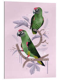 Gallery print Red Fronted Parrots