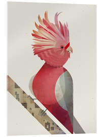 Acrylic print Pink Cockatoo