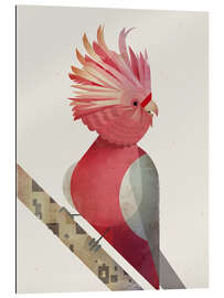Gallery print Pink Cockatoo