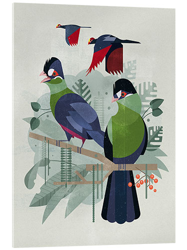 Acrylic print Turacos